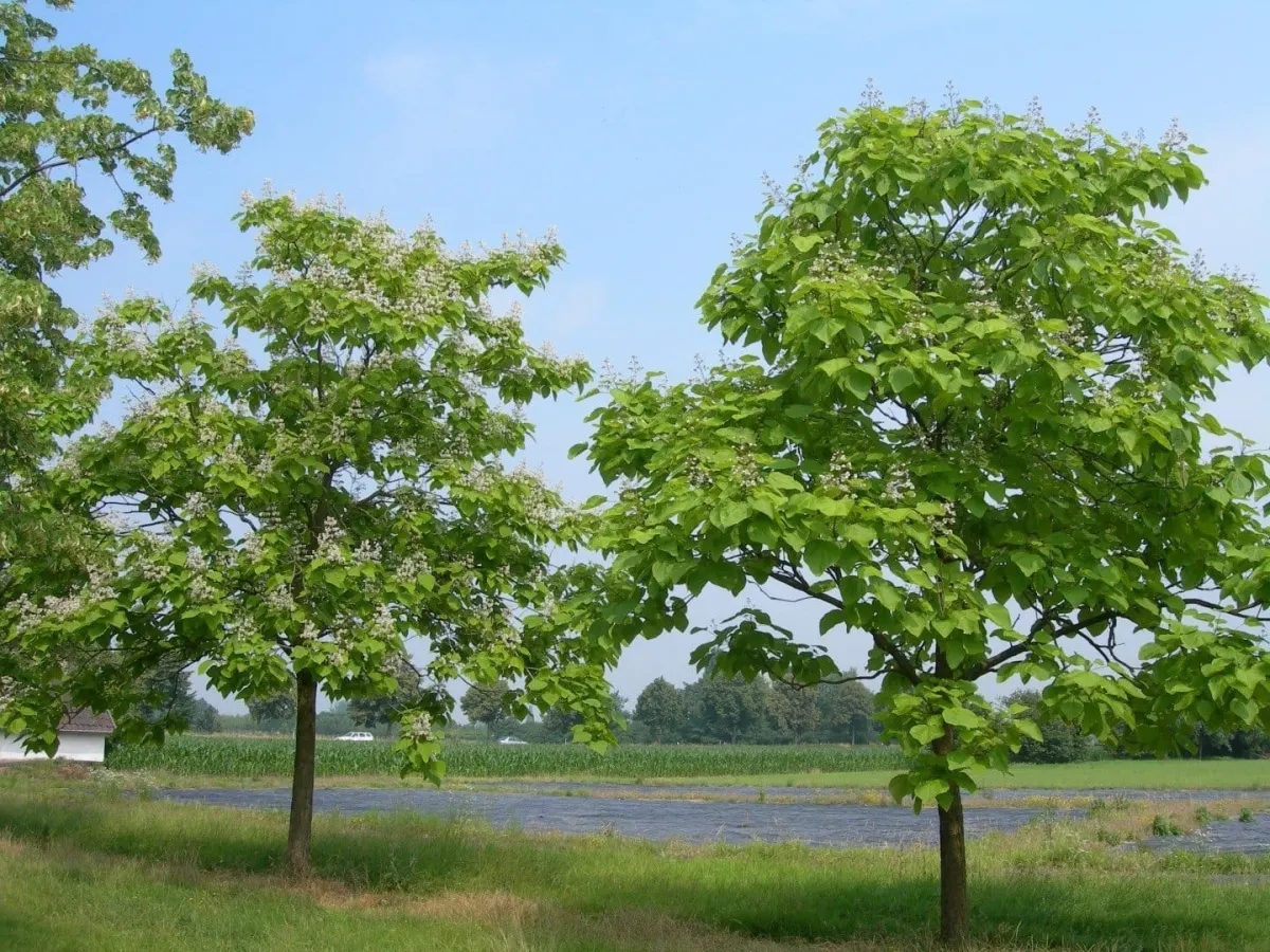 CATALPA bignonioïdes / Catalpa - Photo 2
