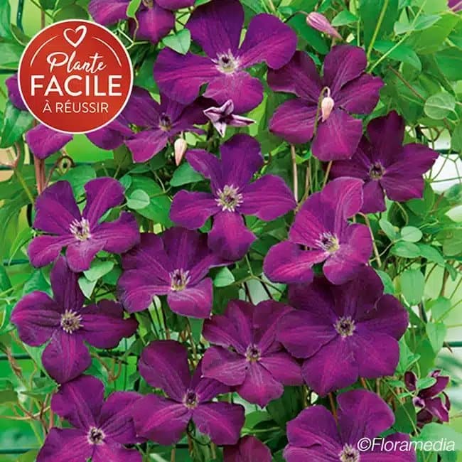 Clématite 'Royal Velours' - clematis viticella - Photo 1