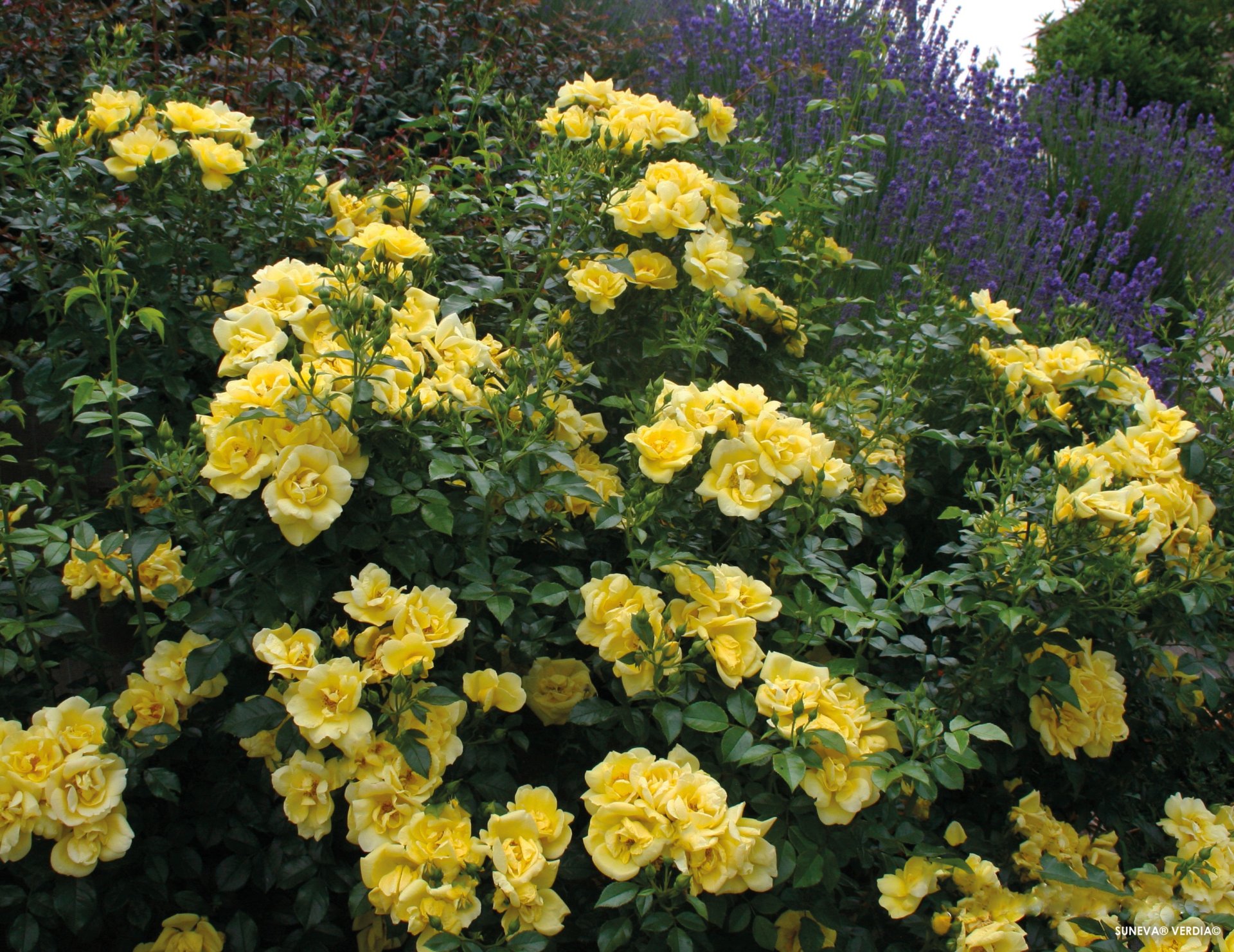 ROSIER décorosier 'Célina' (jaune) - Photo 5