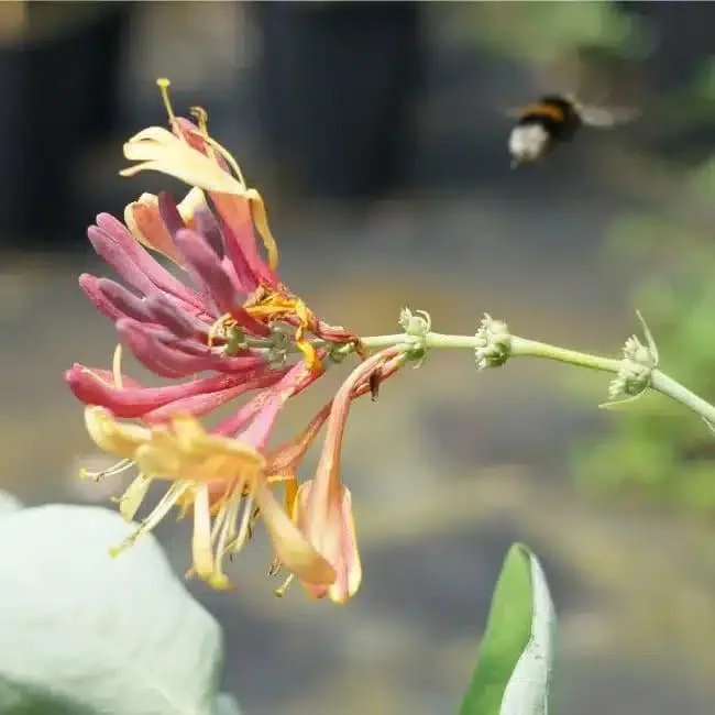 LONICERA heckrottii 'Goldflame' - Chèvrefeuille 'Goldflame'