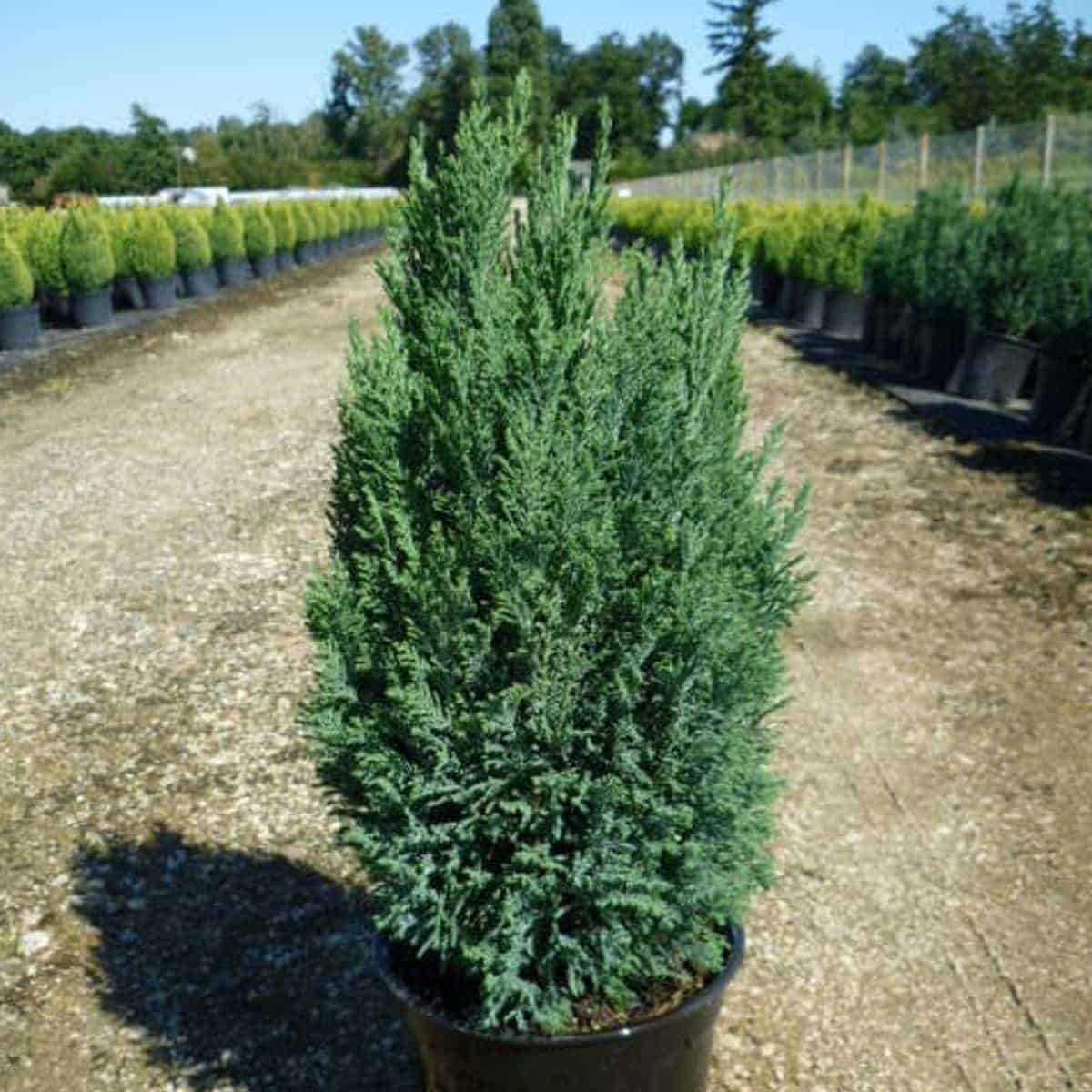 CHAMAECYPARIS lawsoniana ‘Ellwoodii’ / Cyprès de Lawson 'Elwoodii' - Photo 1