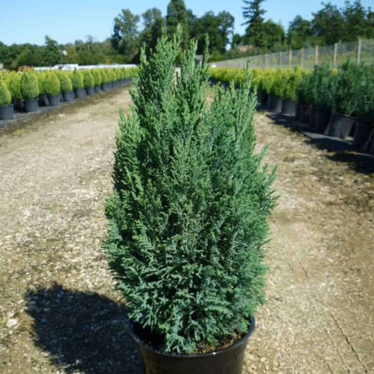 CHAMAECYPARIS lawsoniana ‘Ellwoodii’ / Cyprès de Lawson 'Elwoodii'