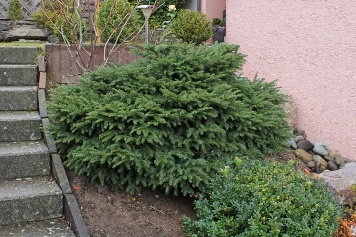 PICEA abies ‘Nidiformis’  / Picea abies 'Nidiformis' - Photo 2