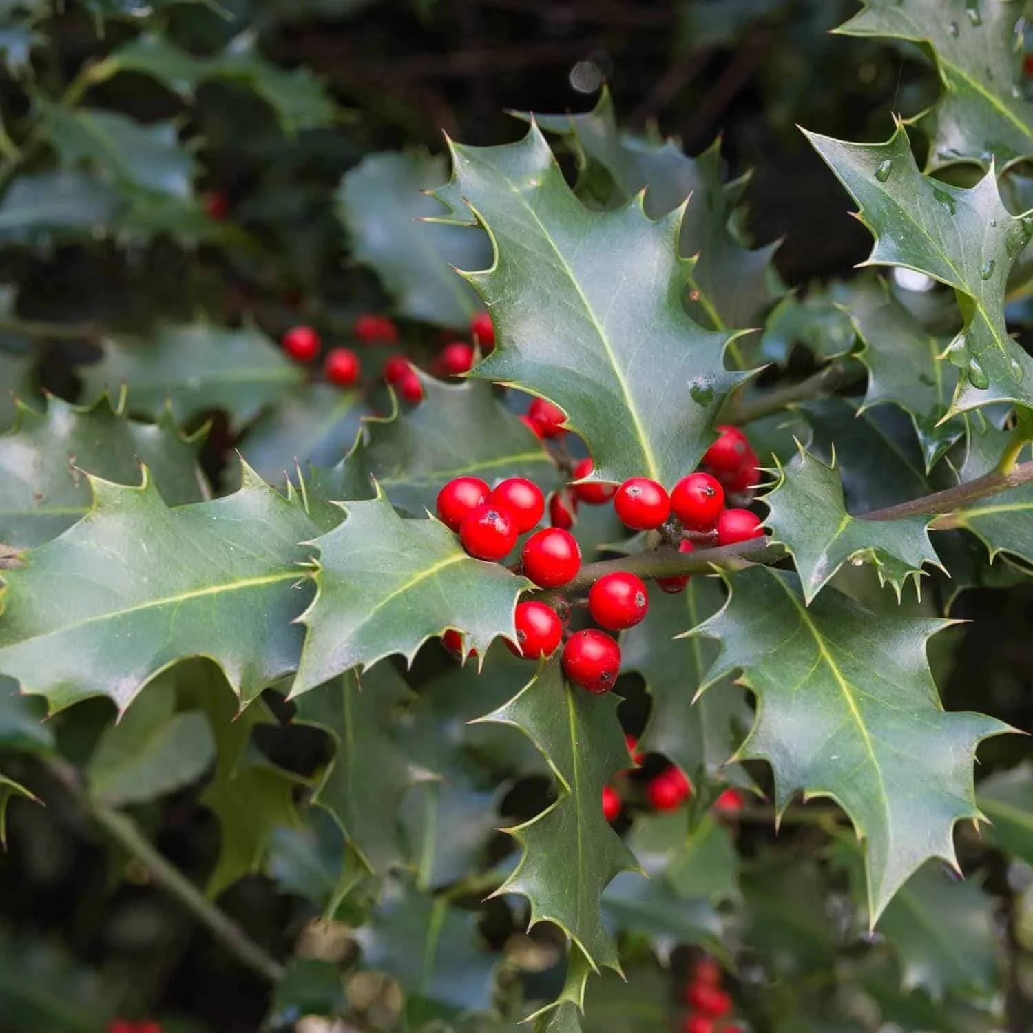 ILEX aquifolium / Houx commun
