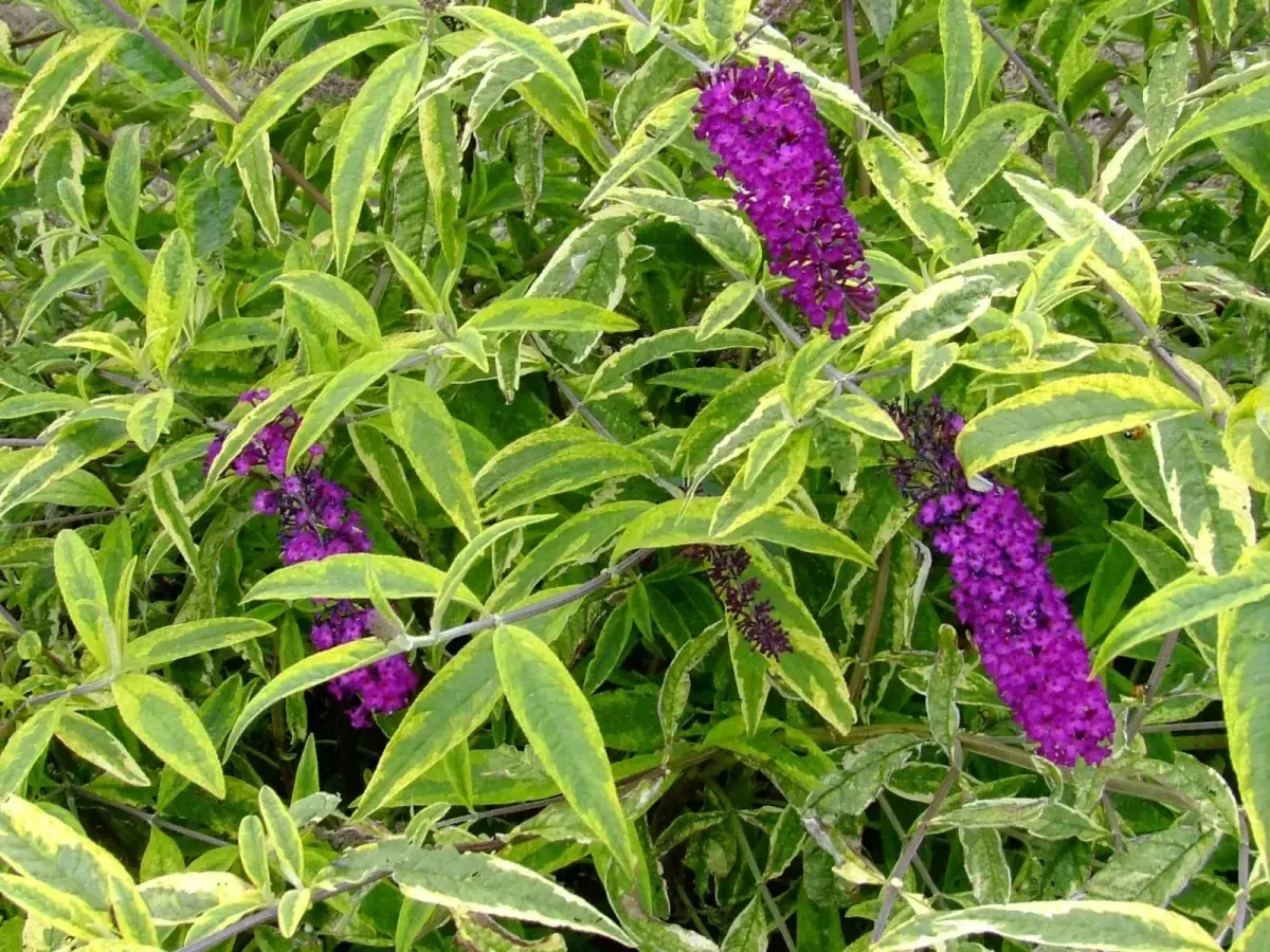BUDDLEJA davidii ‘Harlequin’ / Arbre aux papillons 'panaché' - Photo 1