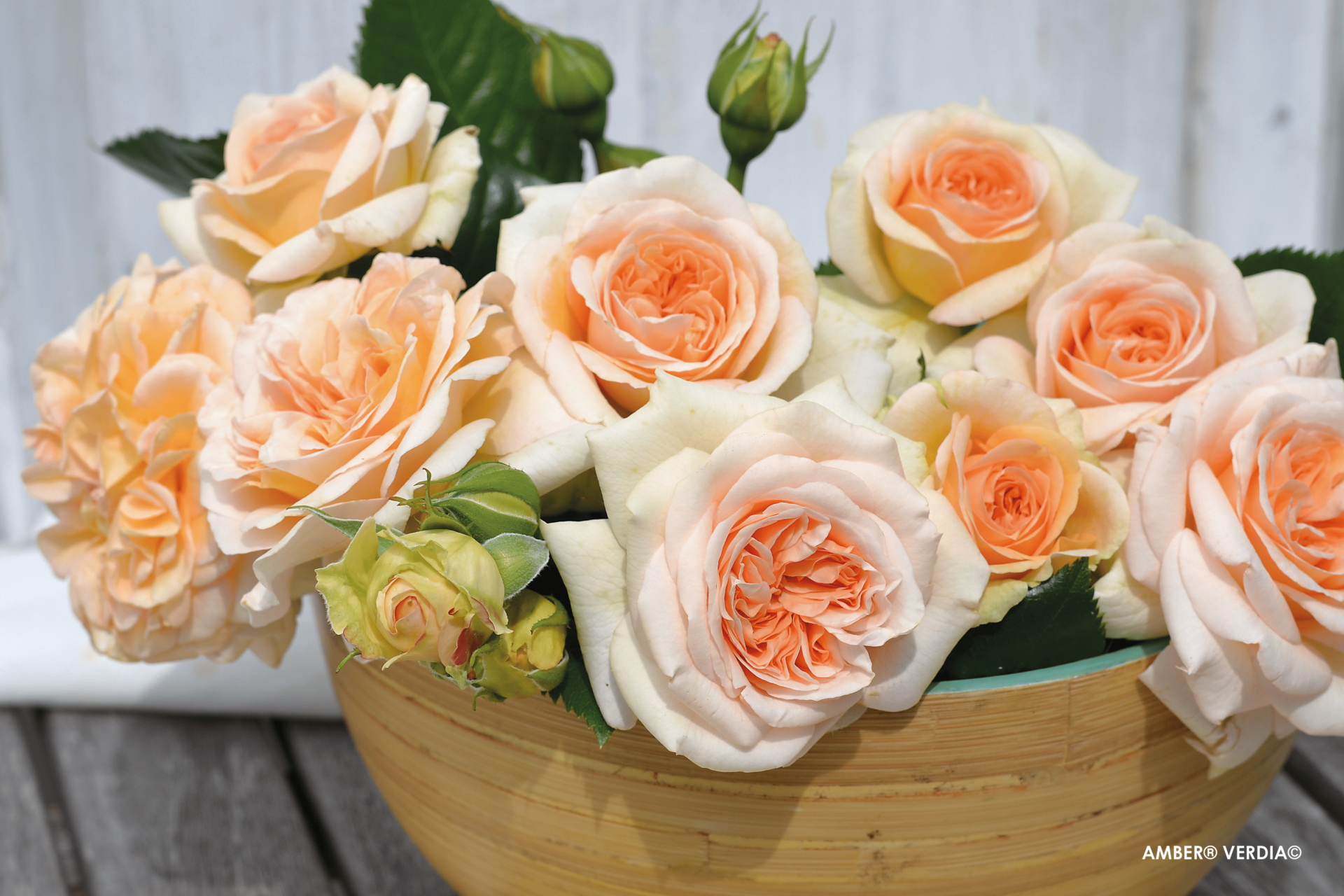 ROSIER buisson 'Amber voluptia' - Photo 3