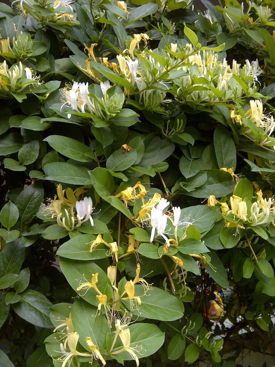 LONICERA japonica ‘Halliana’ / Chèvrefeuille du Japon 'Halliana' - Photo 2