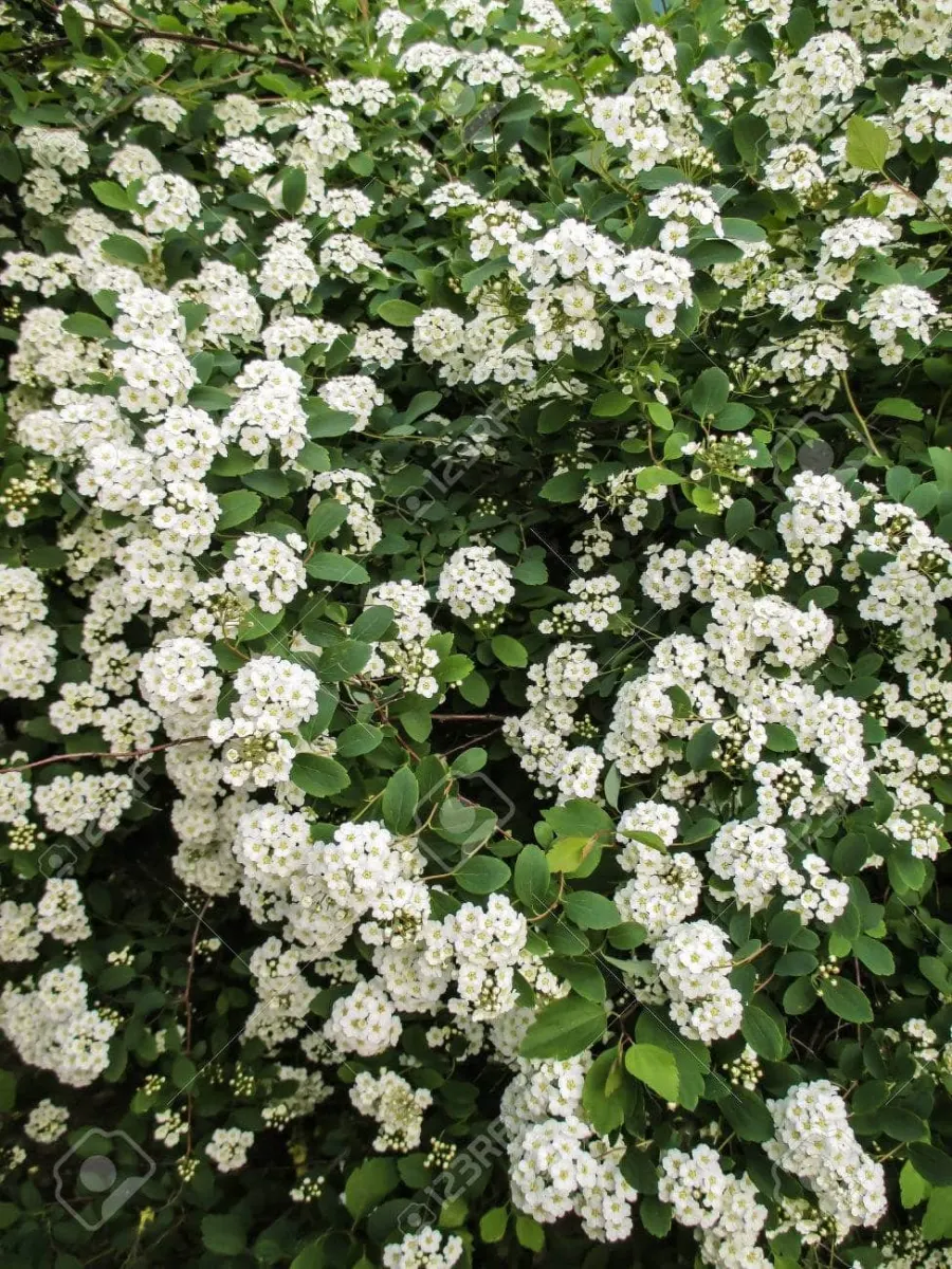 SPIRAEA nipponica ‘Snowmound’ / Spirée du Japon 'Snowmound' - Photo 2