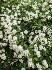 SPIRAEA nipponica ‘Snowmound’ / Spirée du Japon 'Snowmound' - Photo 2