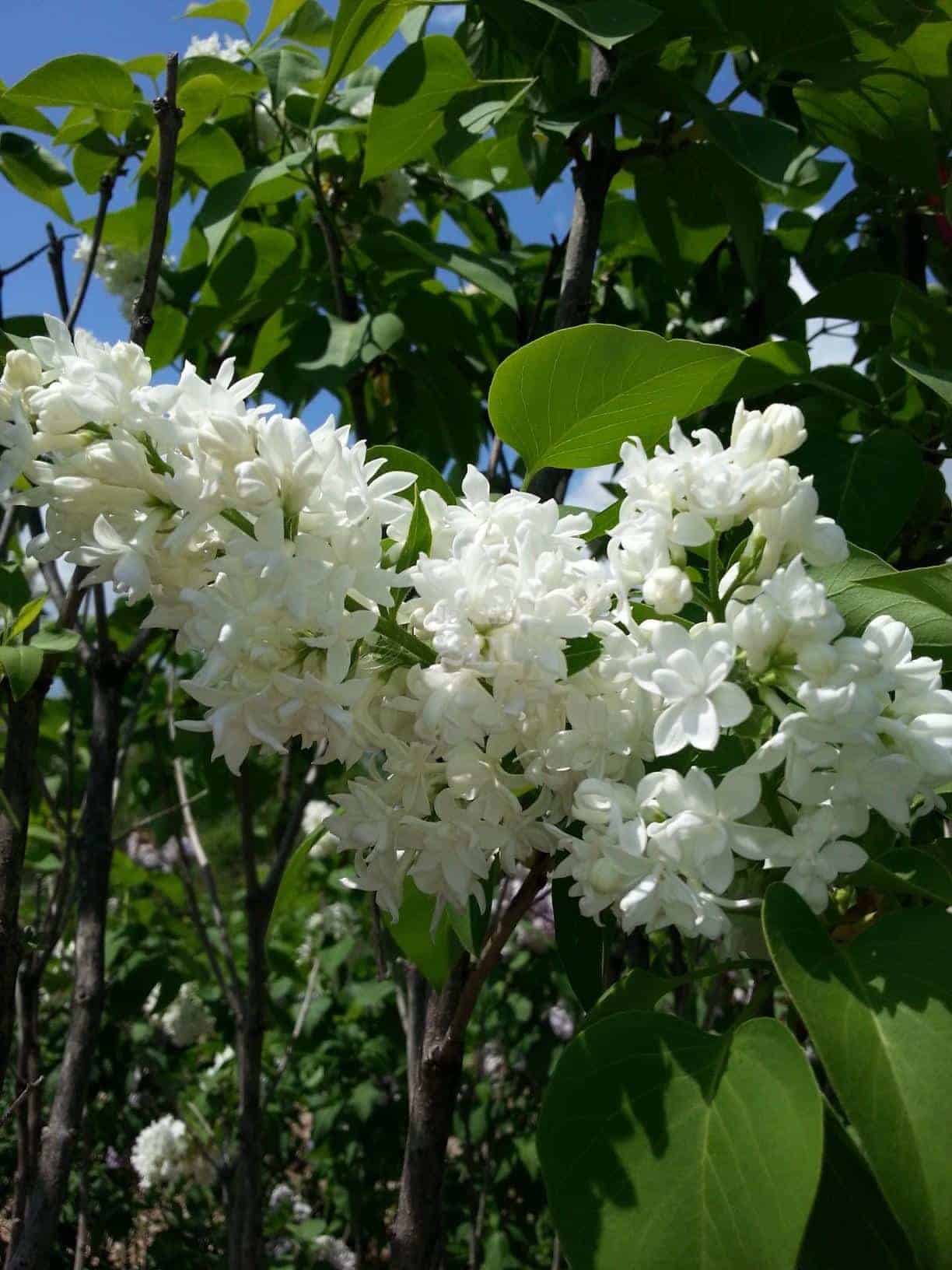 SYRINGA vulgaris ‘Mme Lemoine’ / Lilas commun 'Mme Lemoine' - Photo 1