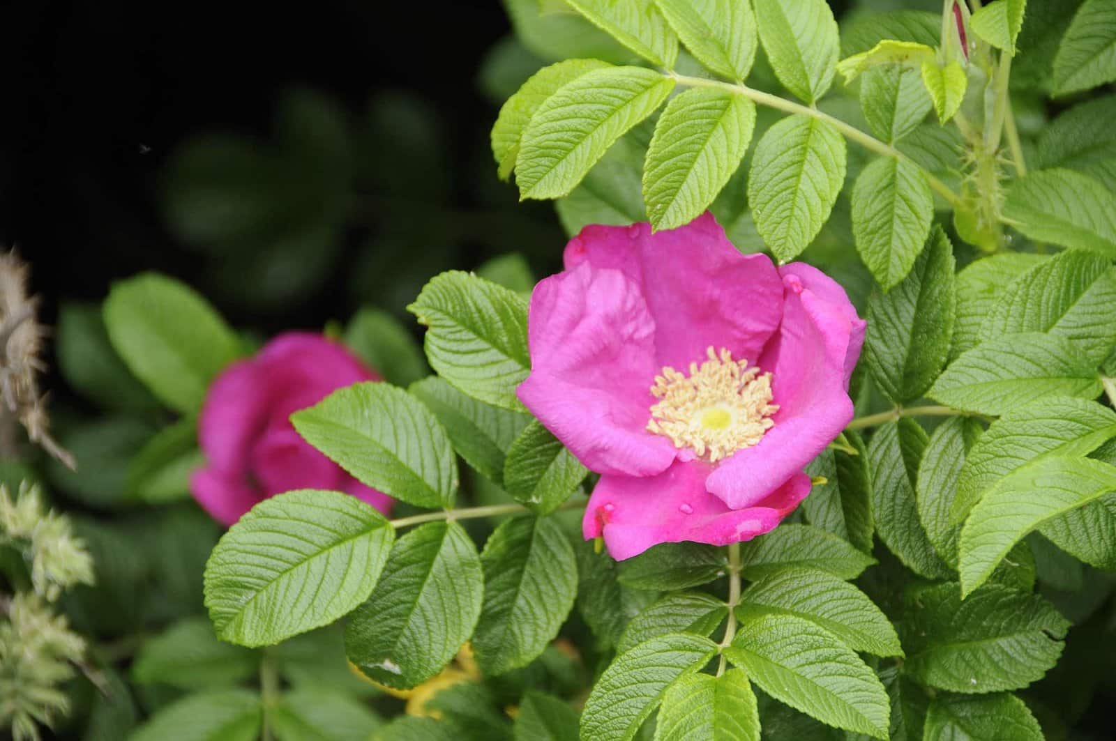 ROSA rugosa / Rosier rugueux - Photo 1