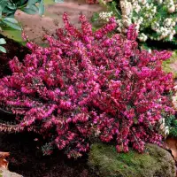 ERICA CARNEA 'CHALLENGER' / Bruyère des neiges