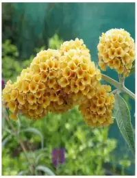 BUDDLEJA weyeriana 'Sungold' / Arbre aux papillons 'Sungold' - Photo 2