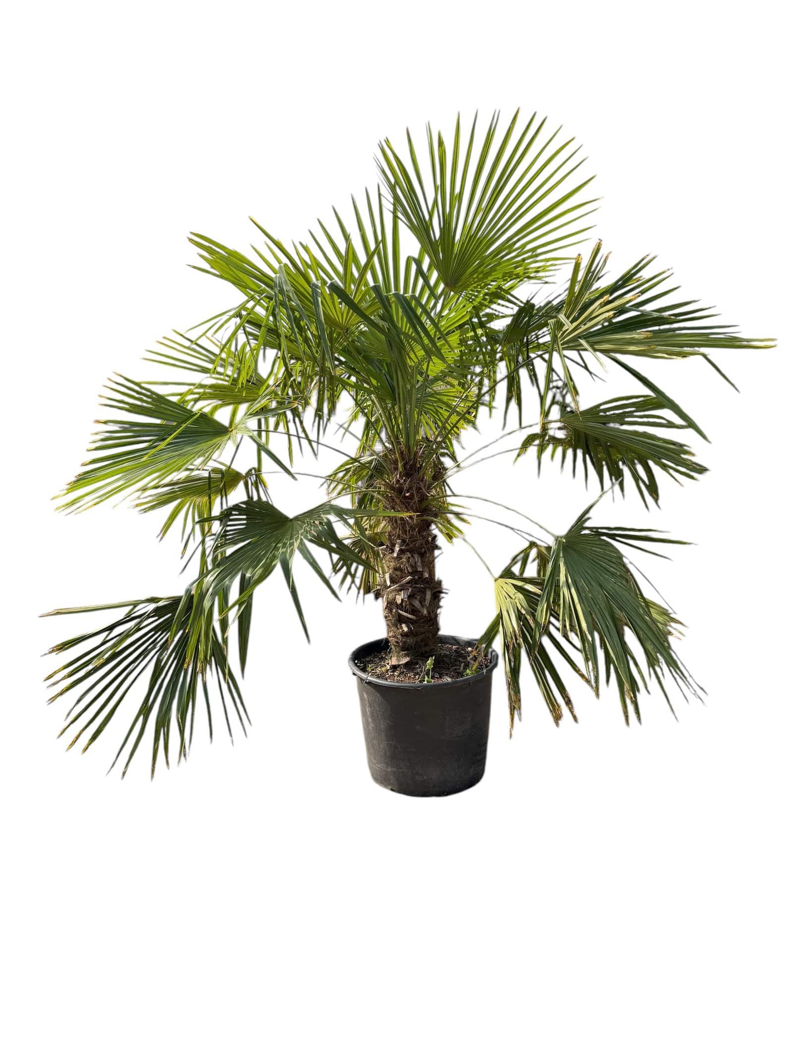 TRACHYCARPUS fortunei / Palmier de Chine - Photo 4