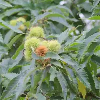 CASTANEA sativa 'Dorée de Lyon' / Châtaignier 'Dorée de Lyon - Photo 2