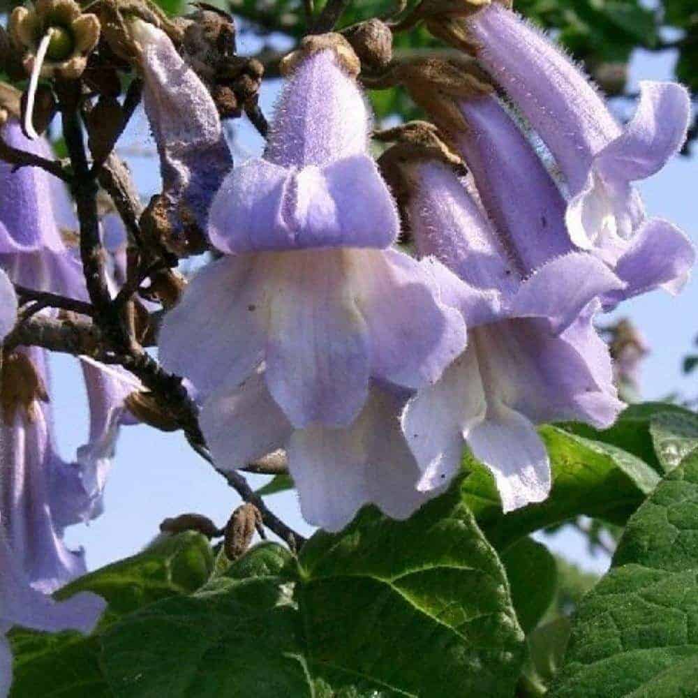 PAULOWNIA tomentosa / Arbre impérial - Photo 3