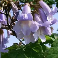 PAULOWNIA tomentosa / Arbre impérial - Photo 3