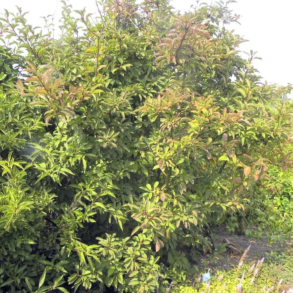 VIBURNUM x bodnantense / Viorne d'hiver - Photo 3