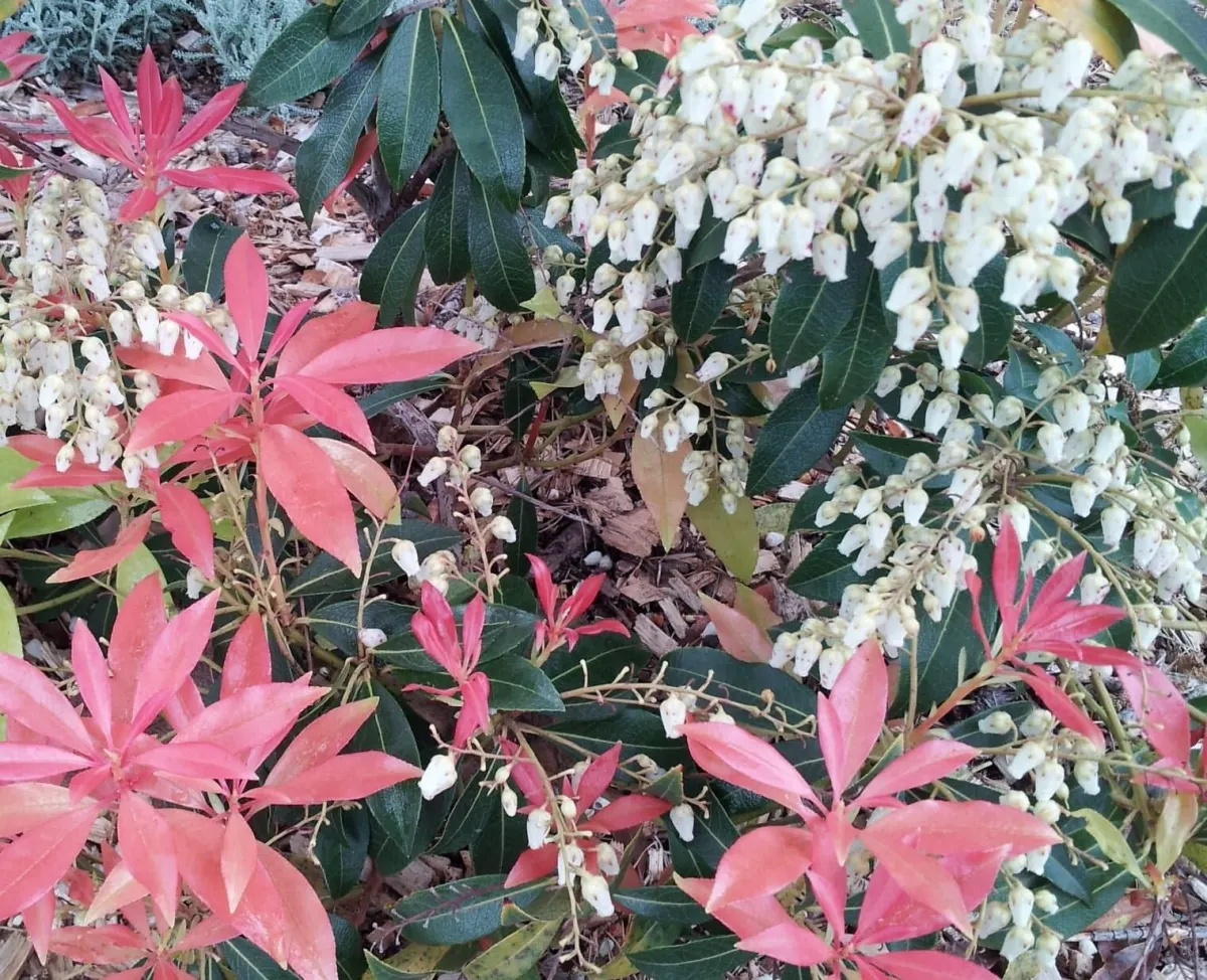 PIERIS ‘Forest Flame’  / Andromède 'Forest Flame' - Photo 2