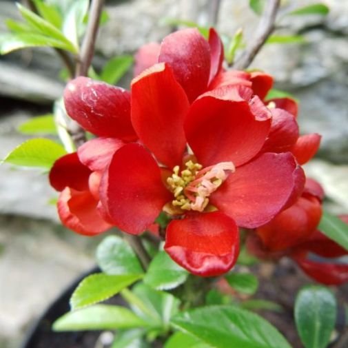 CHAENOMELES speciosa 'Hot fire' / Cognassier du Japon 'Hot fire' - Photo 1