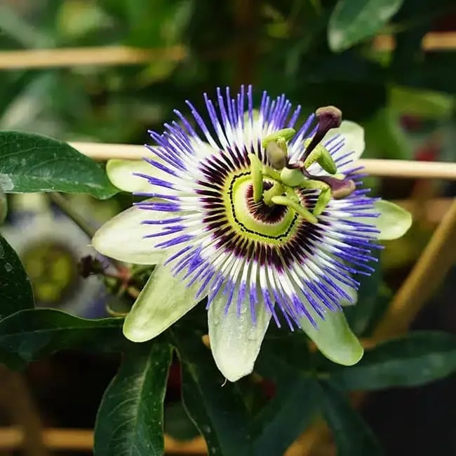 Passiflore bleue - passiflora caerulea