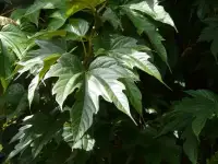 MORUS platanifolia ‘Fruitless’ / Mûrier à feuilles de platane - Photo 2