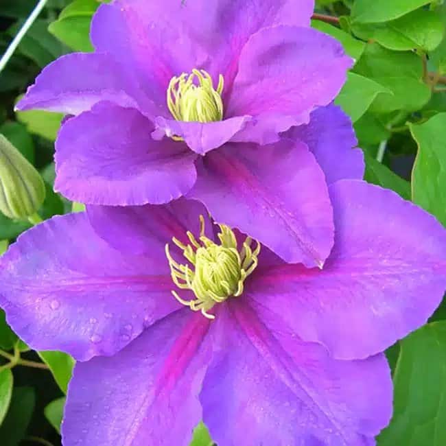CLEMATIS 'Général Sikorski' - Clématite 'Général Sikorski' - Photo 3