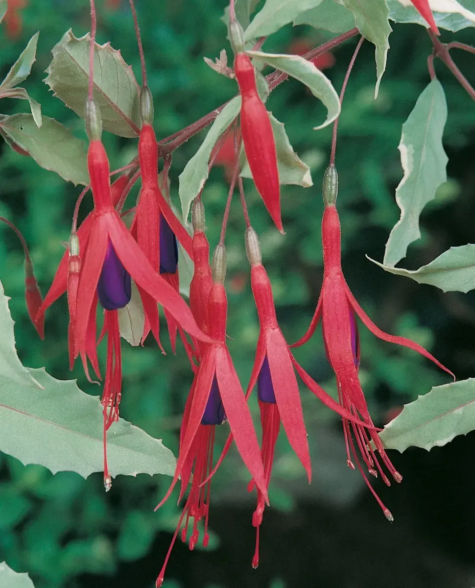 Fuchsia magellanica ‘Riccartonii’ / Fuchsia de Magellan - Photo 3