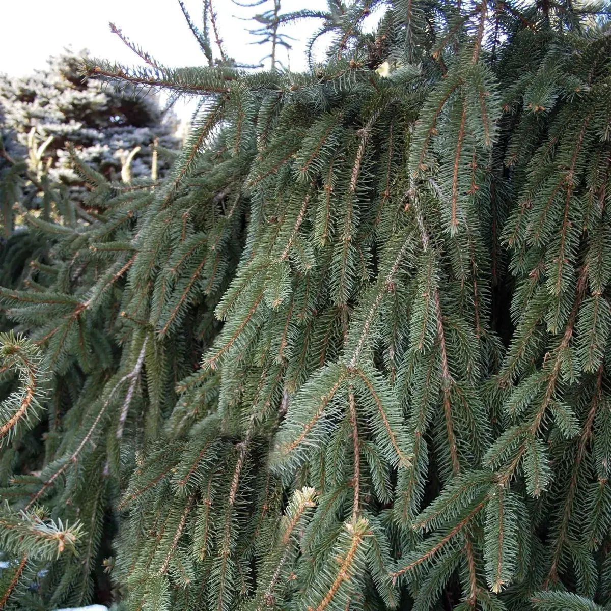 PICEA abies ‘Inversa’  / Sapin inversé 'Inversa' - Photo 4