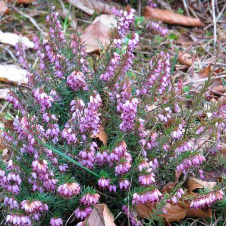 ERICA CARNEA 'DECEMBER RED' / Bruyère des neiges - Photo 1