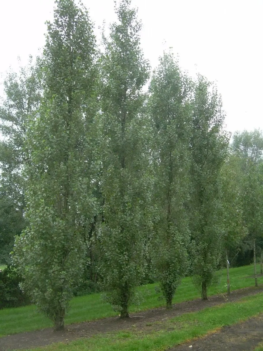POPULUS nigra ‘Italica’ / Peuplier d'Italie - Photo 3