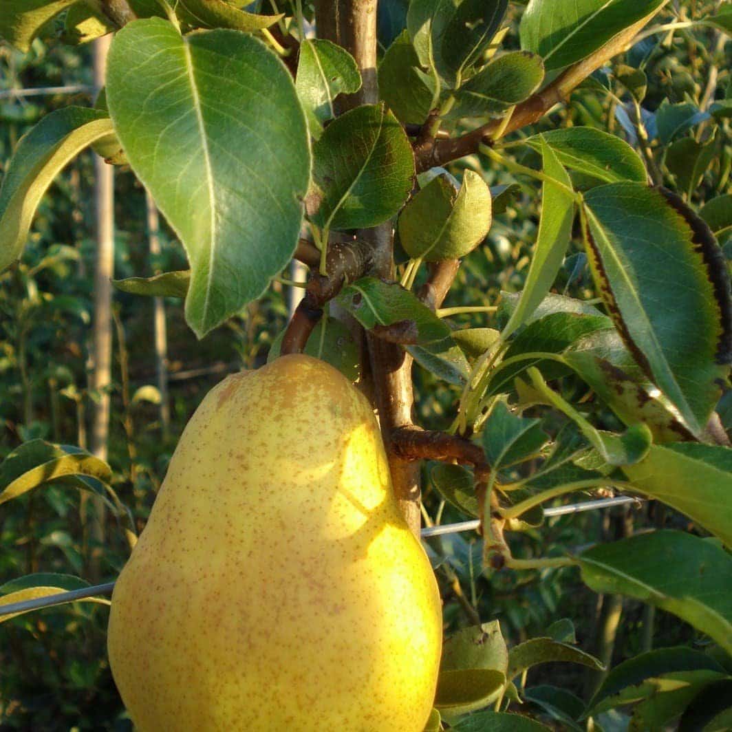 Pyrus domestica 'William Jaune' / Poirier William Jaune - Photo 2