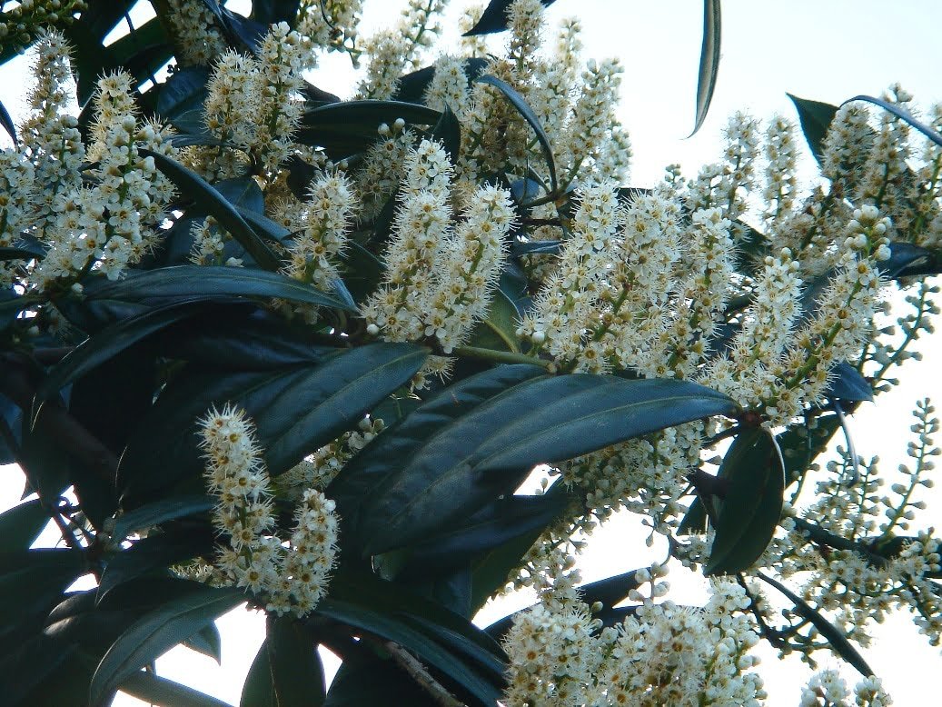 PRUNUS laurocerasus ‘Zabaliana’ / Laurier-Cerise 'Zabeliana' - Photo 2