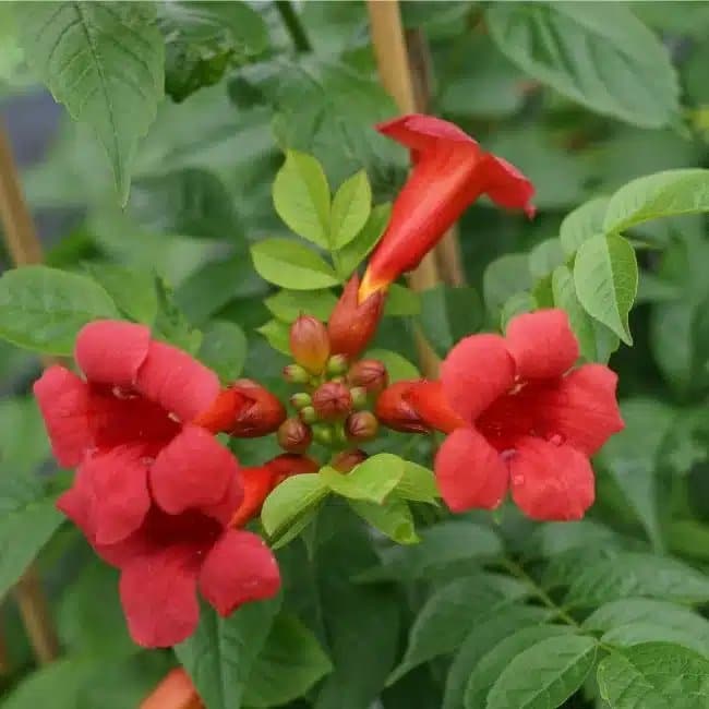 BIGNONE 'Stromboli' - campsis radicans - Photo 3