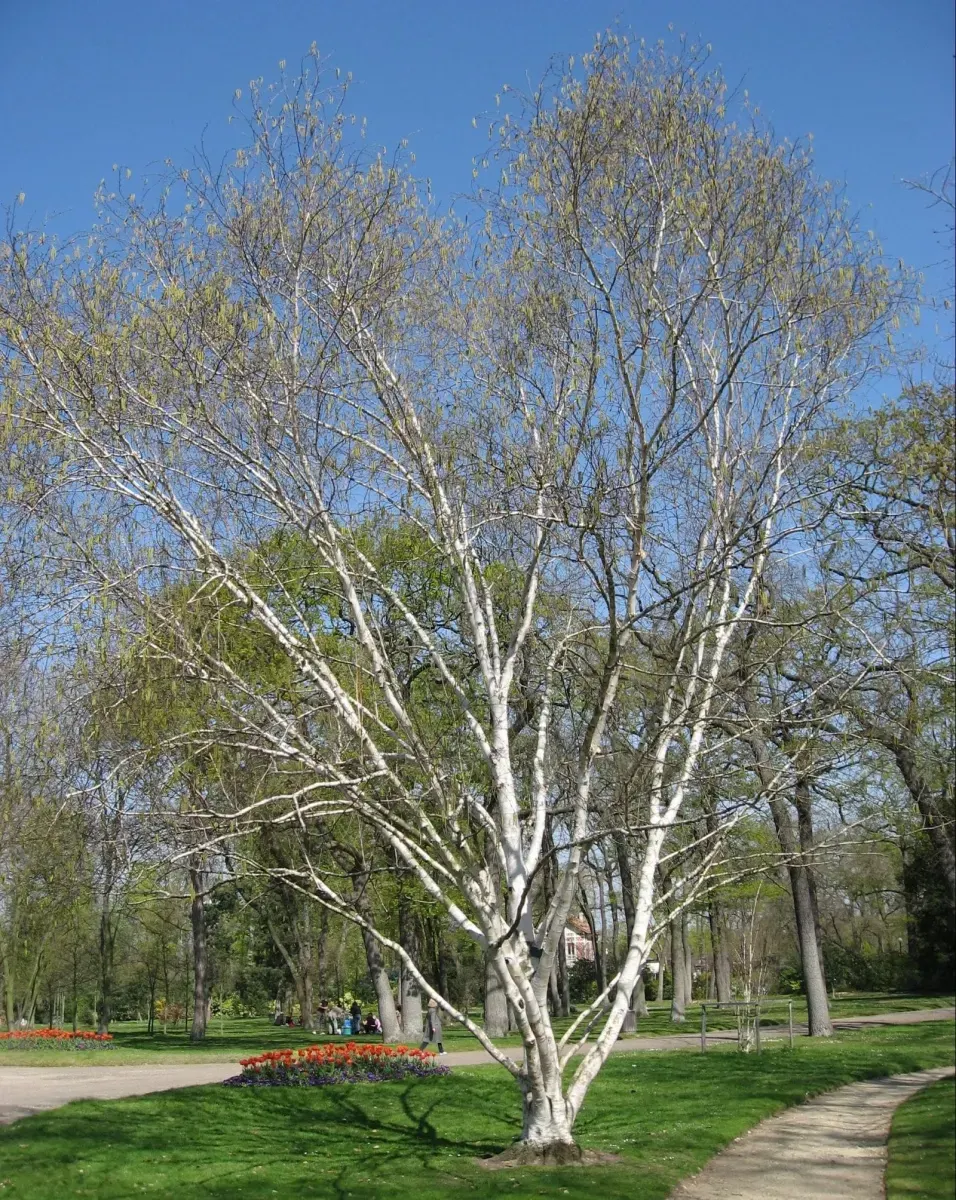 BETULA utilis ‘Doorenbos’ / Bouleau de l'Himalaya - Photo 1
