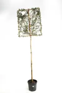 10/+ TRONC 200 CM - CADRE HAUTEUR 100 CM X LARGEUR 140 CM