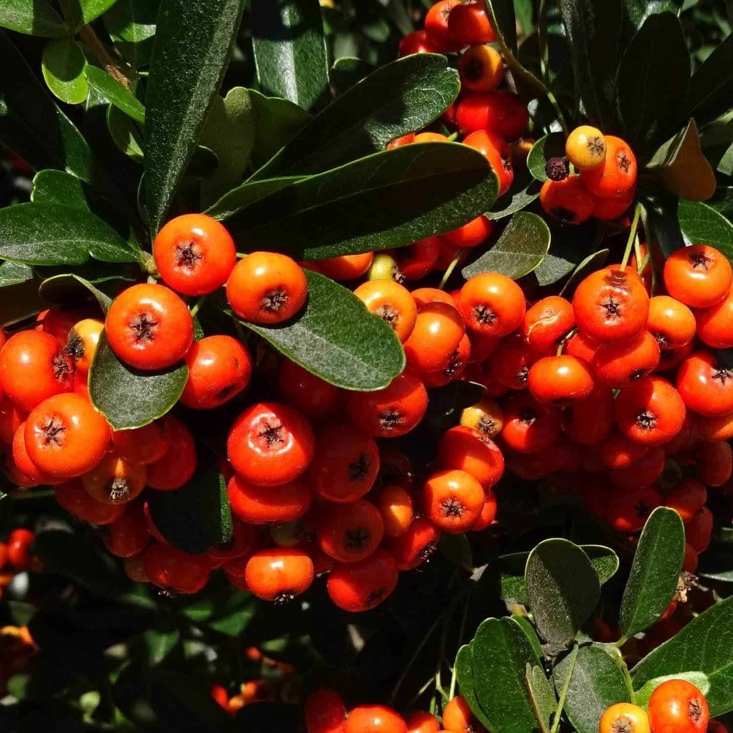 PYRACANTHA ‘Orange Glow’ / Buisson ardent 'Orange Glow' - Photo 2