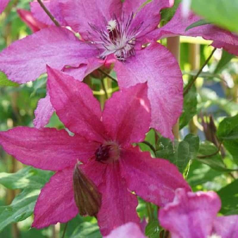 CLEMATIS 'Barbara' - Clématite 'Barbara' - Photo 1