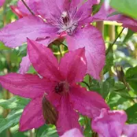CLEMATIS 'Barbara' - Clématite 'Barbara' - Photo 1