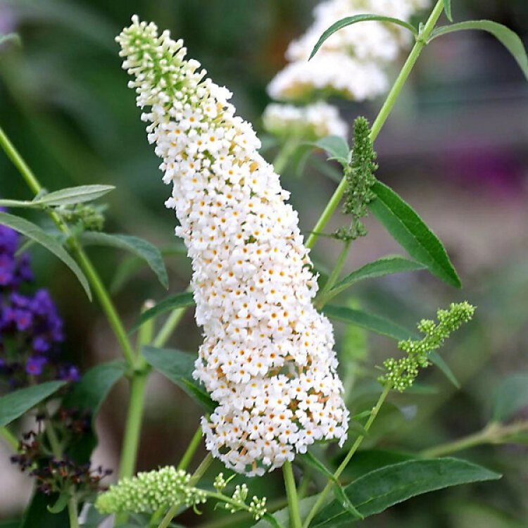 BUDDLEJA davidii 'White Profusion' / Arbre aux papillons 'blanc' - Photo 2