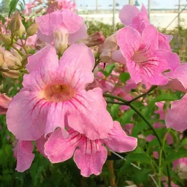 BIGNONE rose - podranea ricasoliana