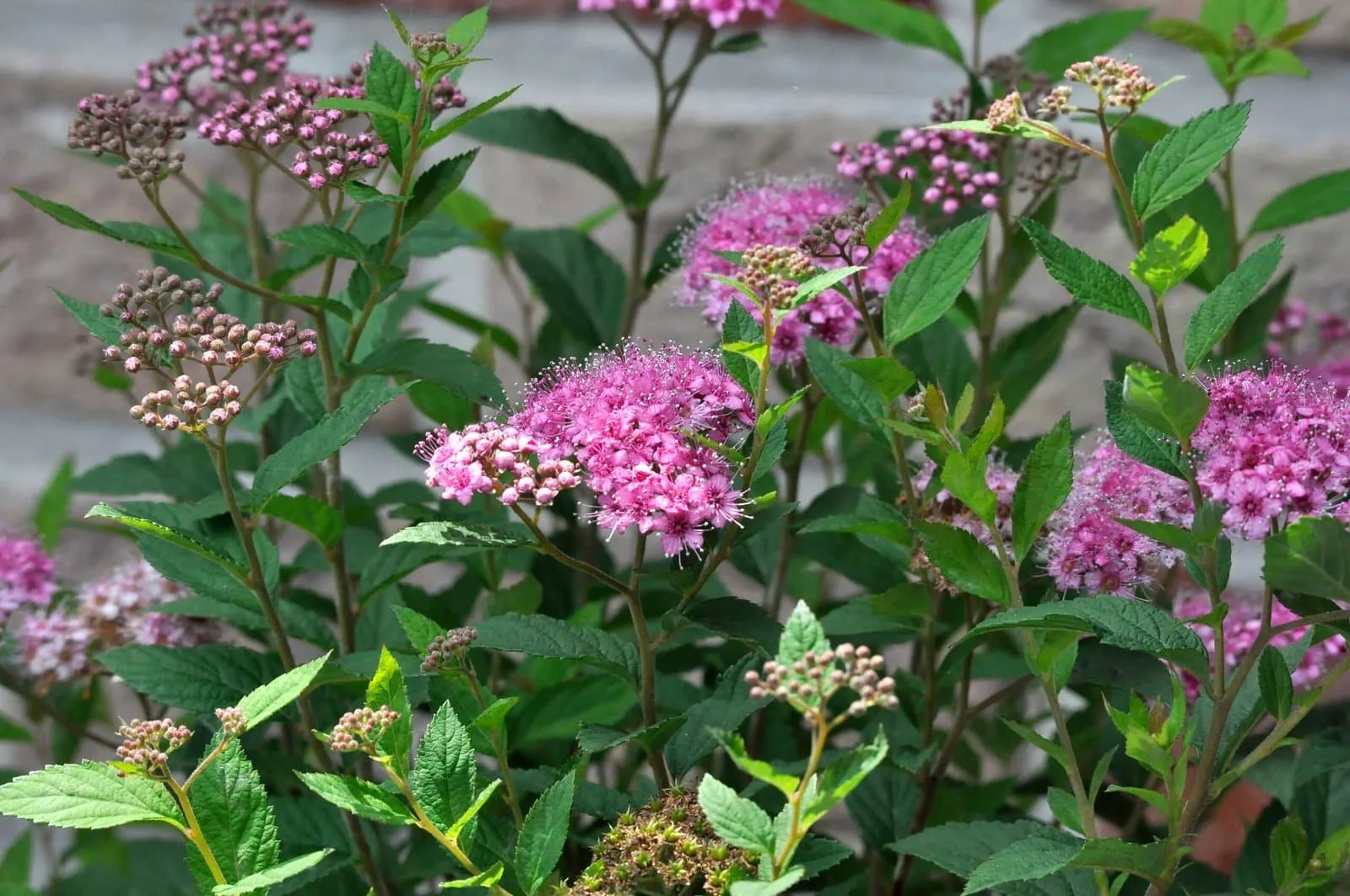 SPIRAEA japonica ‘Little princess’ / Spirée japonaise 'Little Princess'