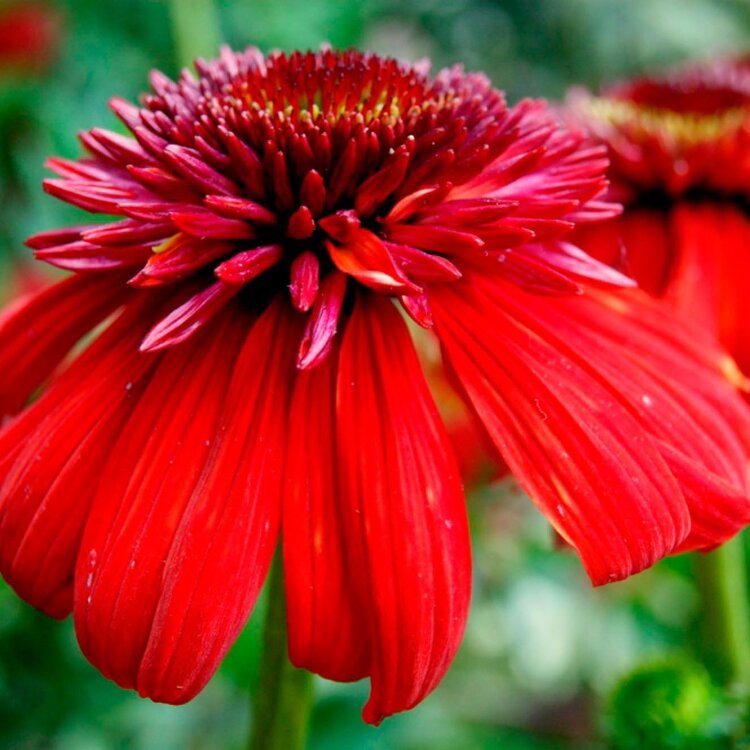 ECHINACEA 'ECCENTRIC' / Échinacée pourpre - Photo 1