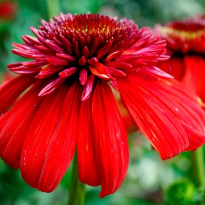 ECHINACEA 'ECCENTRIC' / Échinacée pourpre - Photo 1