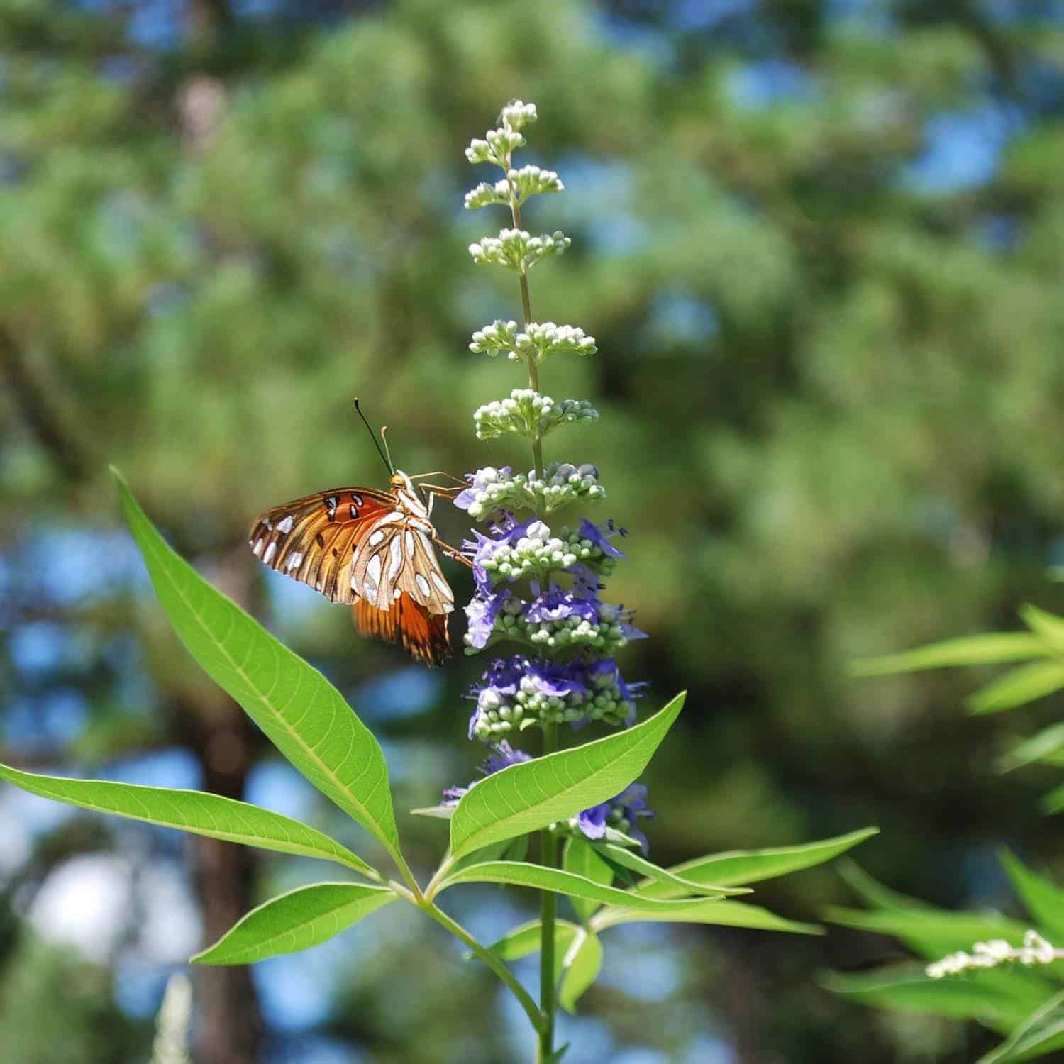 VITEX agnus-castus  / Arbre au poivre - Photo 2