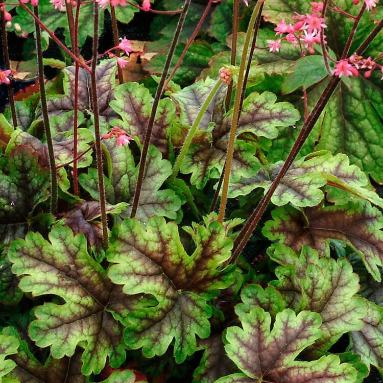 HEUCHERELLA 'TAPESTRY' / Heuchérelle - Photo 1