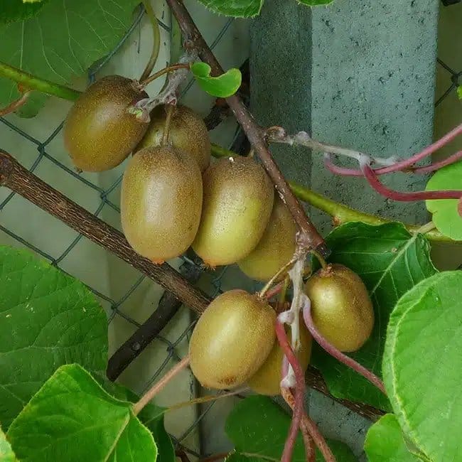 Kiwi femelle 'Hayward' - actinidia - Photo 1