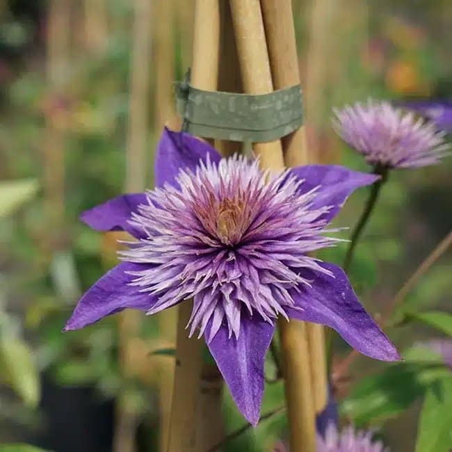 Clématite 'Multi Blue' - clematis - Photo 1