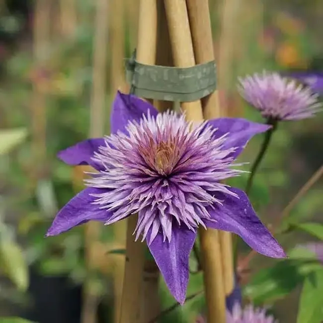Clématite 'Multi Blue' - clematis