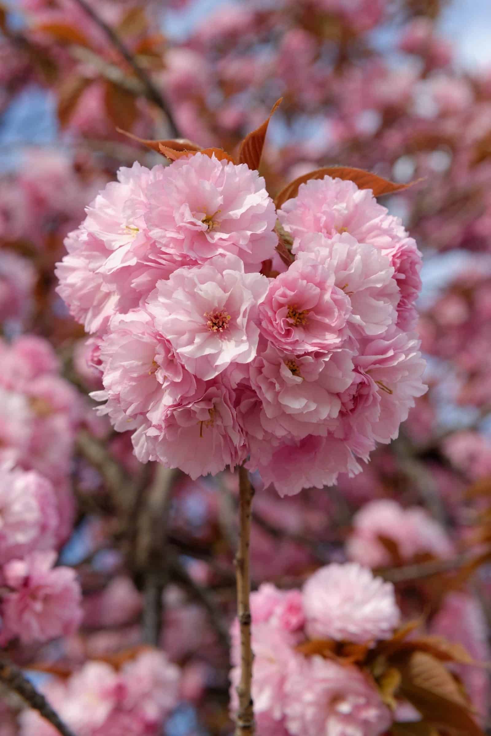 PRUNUS serrulata ‘Kanzan’ / Cerisier du Japon 'Kanzan' - Photo 2